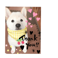 [LINEスタンプ] 白柴犬ゆず