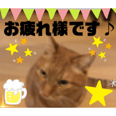 [LINEスタンプ] チャトラちゃま