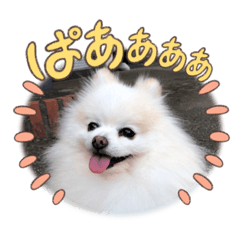 [LINEスタンプ] かわいいポメラニアン…まるくん