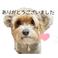 [LINEスタンプ] マルプーポッカの気持ち2