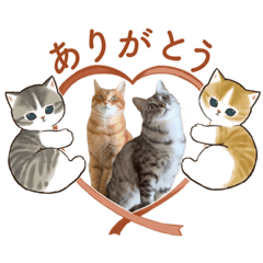 [LINEスタンプ] Daily of Tabby Cats 2