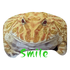 [LINEスタンプ] クランウェルツノガエル♂の、でたらめ君。