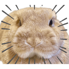 [LINEスタンプ] 吾輩はあぐである。