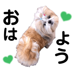 [LINEスタンプ] ショータ君の挨拶