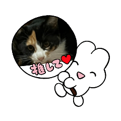 [LINEスタンプ] 24/English/cat/保護猫挨拶スタンプ