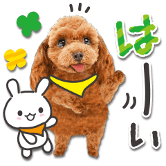 [LINEスタンプ] かわいい犬たち♡毎日使える プードルの画像（メイン）