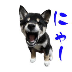 [LINEスタンプ] 続・黒い柴犬スタンプ☆★