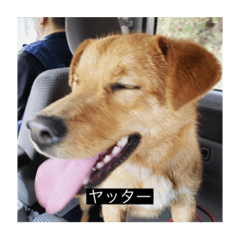 [LINEスタンプ] 犬 レンレン 字幕付き