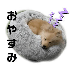 [LINEスタンプ] キツネ顔のポメラニアン  犬の流羽くん3