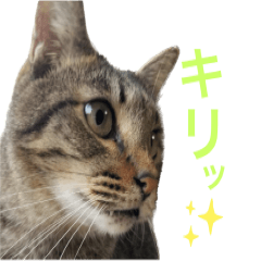 [LINEスタンプ] 佐野家のニャンズたち