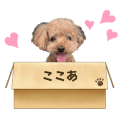 [LINEスタンプ] ここあ君のスタンプ
