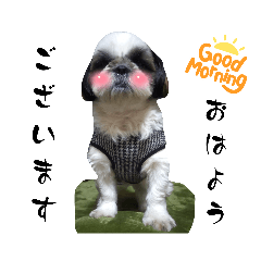 [LINEスタンプ] 我が家のシーズー犬もじゃ 24