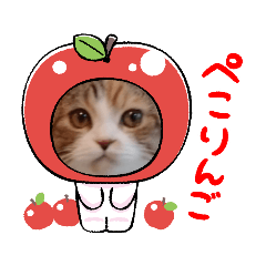 [LINEスタンプ] ゆる猫／キナコの日常／スコティッシュ