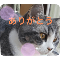 [LINEスタンプ] 優しい猫に癒やされるスタンプ