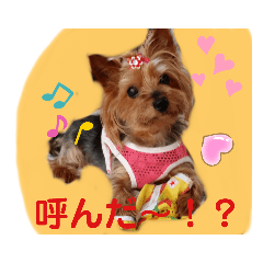 [LINEスタンプ] 推しヨーキースタンプ はる