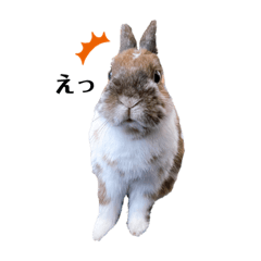 [LINEスタンプ] うさぎのかぴやん日常編