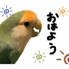 [LINEスタンプ] 可愛いインコだぞ