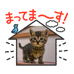 [LINEスタンプ] もか日常 ⑫