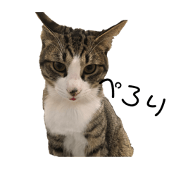 [LINEスタンプ] とらさば ねこ組 第四弾