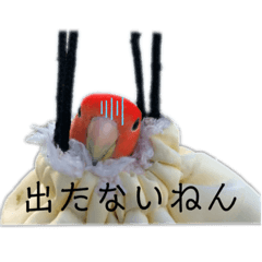 [LINEスタンプ] インコのセセリ♂12