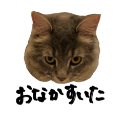 [LINEスタンプ] サイベリアンの子猫 こはくさん