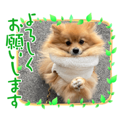 [LINEスタンプ] ぽん太スタンプㅎㅎの画像（メイン）