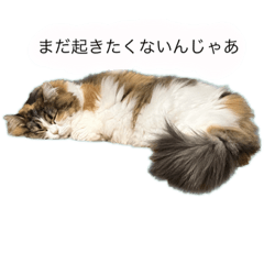 [LINEスタンプ] ぐうたらサイベリアン