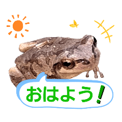 [LINEスタンプ] 野生のカエル11(平凡な日常)