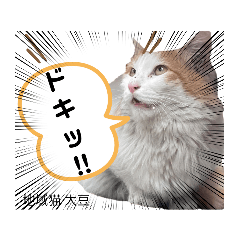 [LINEスタンプ] 地域猫の愉快なスタンプ8