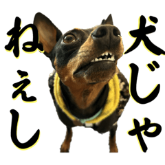 [LINEスタンプ] 名犬サクちゃん10