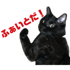 [LINEスタンプ] クロネコエブリデイ