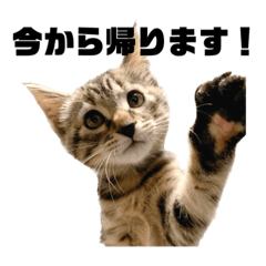 [LINEスタンプ] ねこずの日常会話