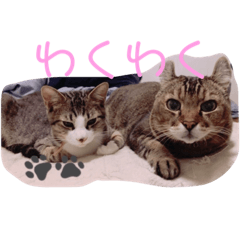 [LINEスタンプ] とらさば ねこ組 第三弾