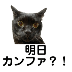 [LINEスタンプ] 医療ネコズ