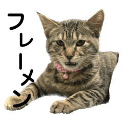 [LINEスタンプ] キジトラエブリデイ