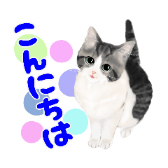 [LINEスタンプ] うちの猫(コ)。サバ白にゃんこ