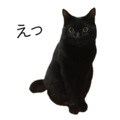 [LINEスタンプ] 我が家のちょっと変わったねこたち