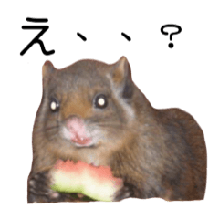 [LINEスタンプ] 野村家のペット