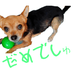[LINEスタンプ] あたちのmix犬9