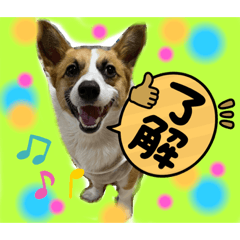 [LINEスタンプ] おりコーギー のスウちゃんです！