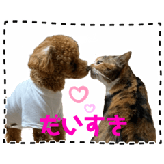 [LINEスタンプ] トイプーふゆと＆にゃんこモンチ