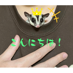 [LINEスタンプ] ロロの日常で使えるスタンプ
