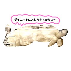 [LINEスタンプ] こなっちknc