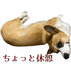 [LINEスタンプ] まったりコーギーのスウちゃん