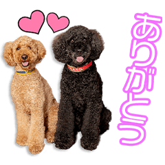 [LINEスタンプ] 阿部家のバジル＆モカちゃん