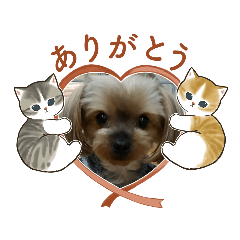 [LINEスタンプ] メイちゃんのご挨拶