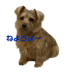 [LINEスタンプ] ノーフォークテリア 日常