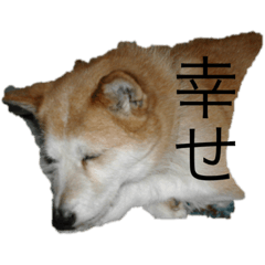 [LINEスタンプ] メル(愛犬)
