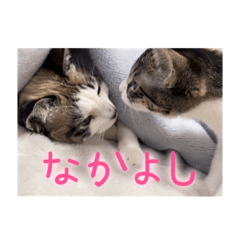 [LINEスタンプ] ふぶいぶスタンプ(シンプル)