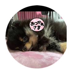 [LINEスタンプ] ひめかてんてん